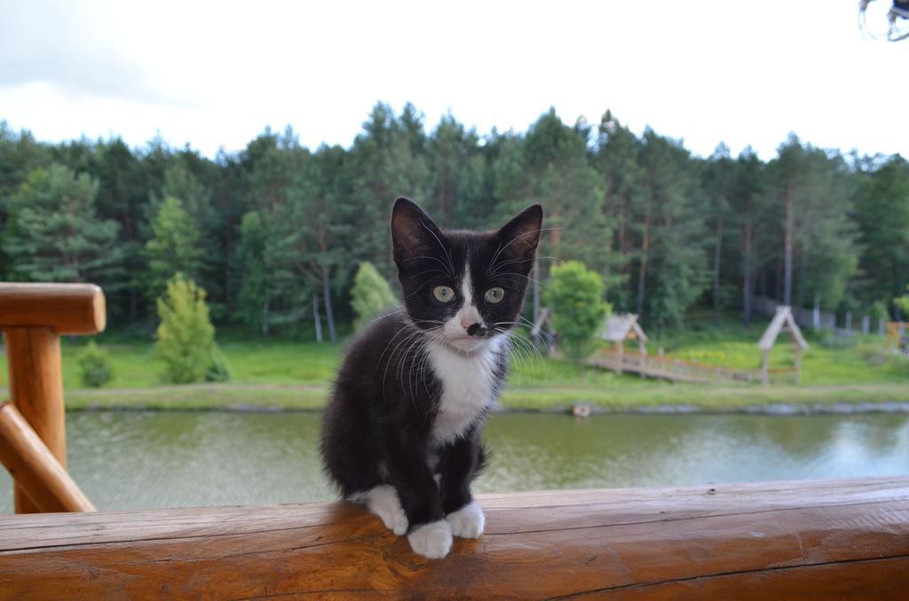 Gostynna Kit Bayun
